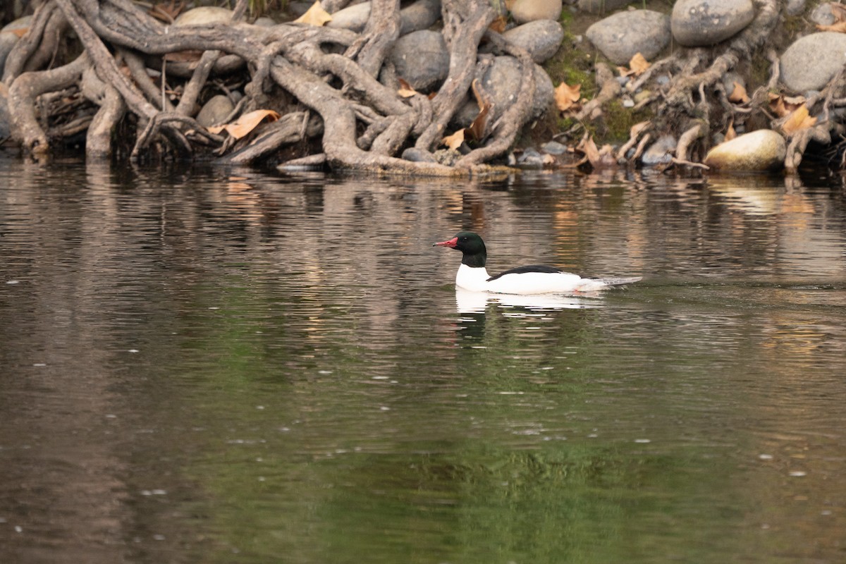 Common Merganser - ML646500417