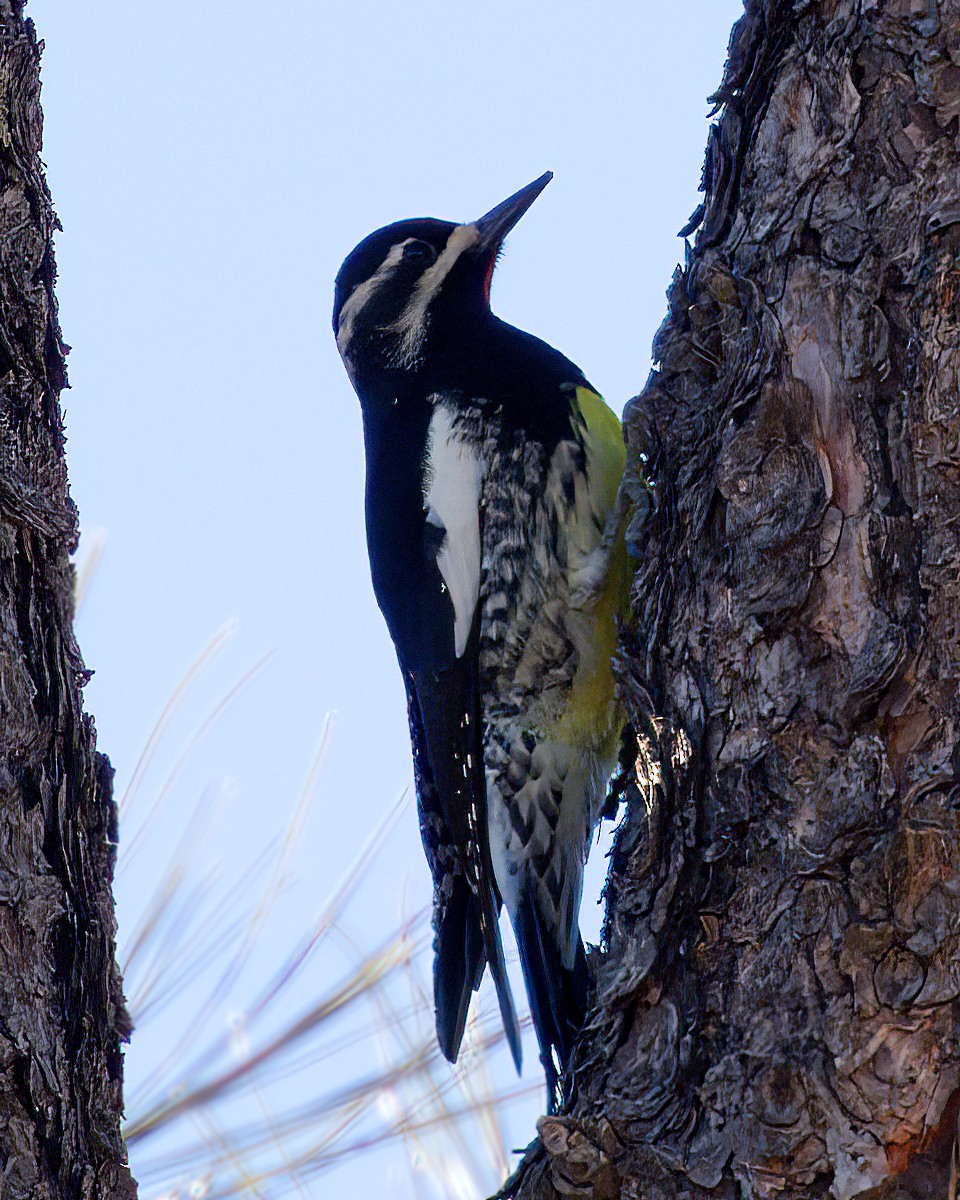 datel červenobradý - ML646500423