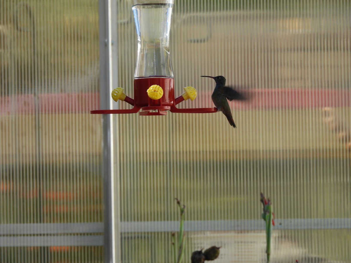 Buff-bellied Hummingbird - ML646500424