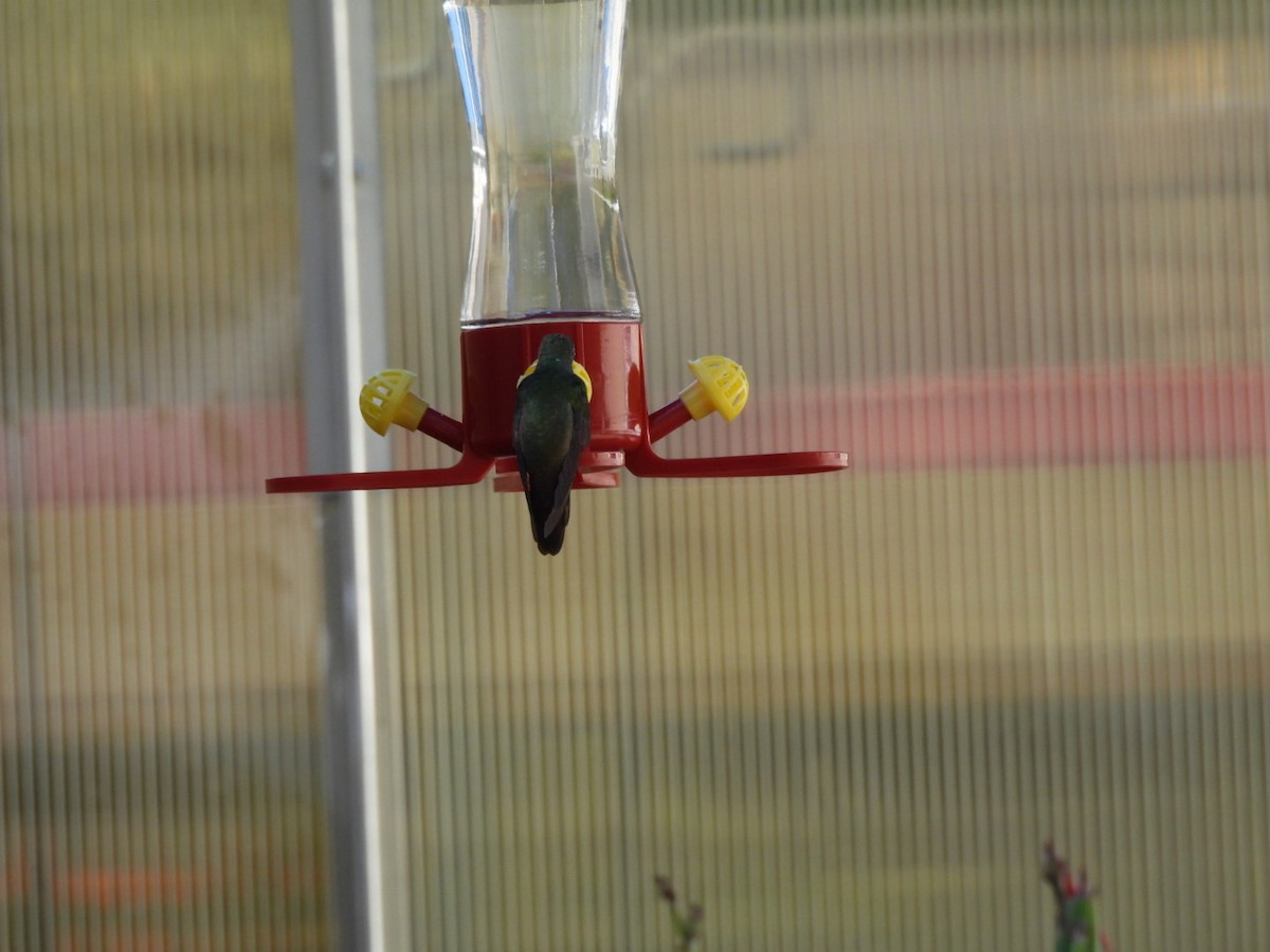 Buff-bellied Hummingbird - ML646500425