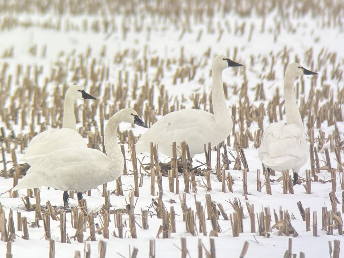 Tundra Swan - ML646500426