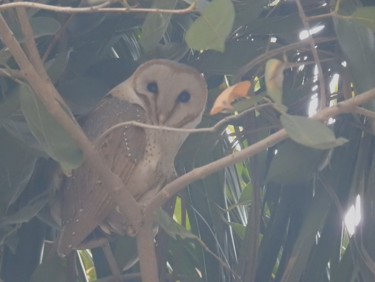 Eastern Barn Owl - ML646500427