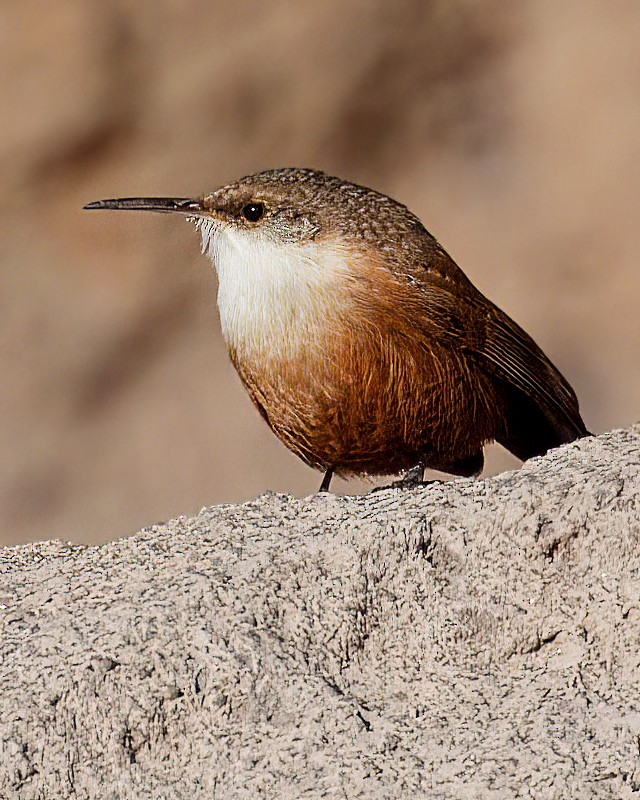 střízlík kaňonový - ML646500429