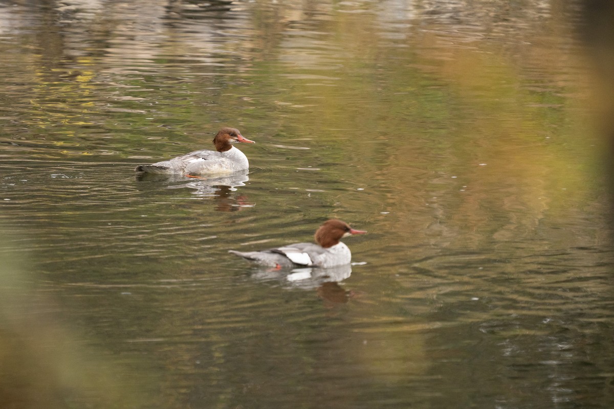 Common Merganser - ML646500430