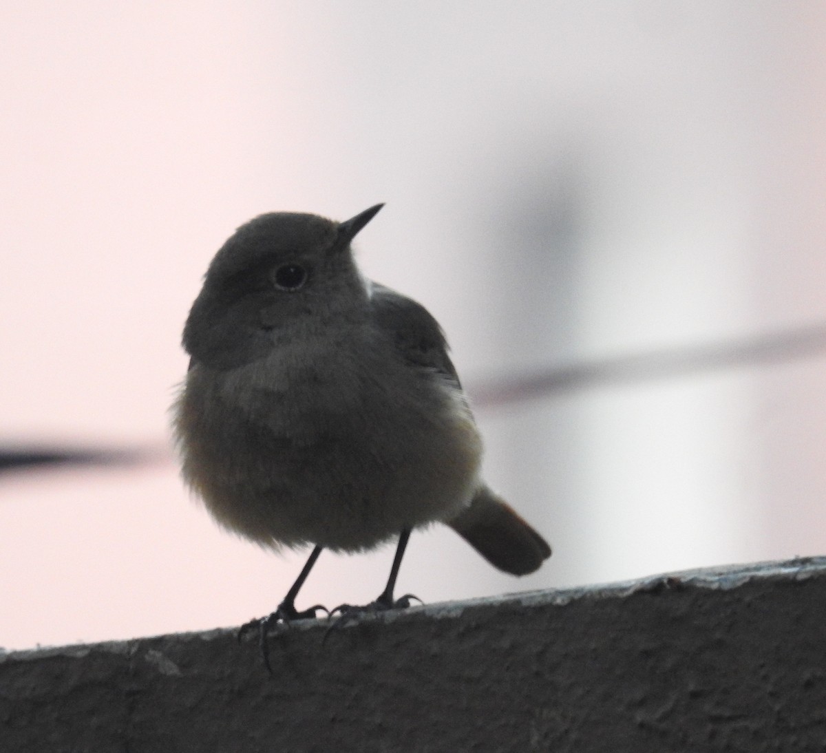 Black Redstart - ML646500431