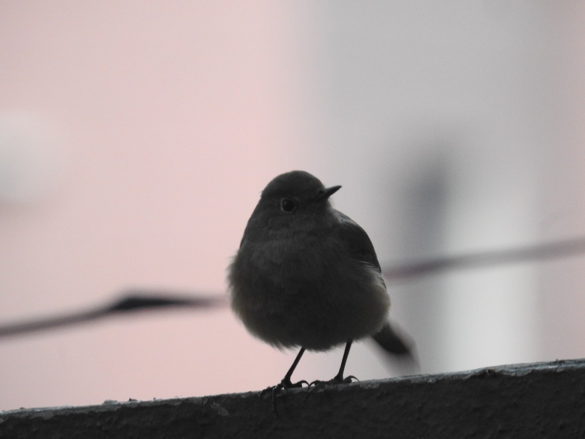 Black Redstart - ML646500432