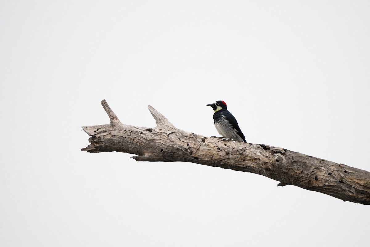 Acorn Woodpecker - ML646500436