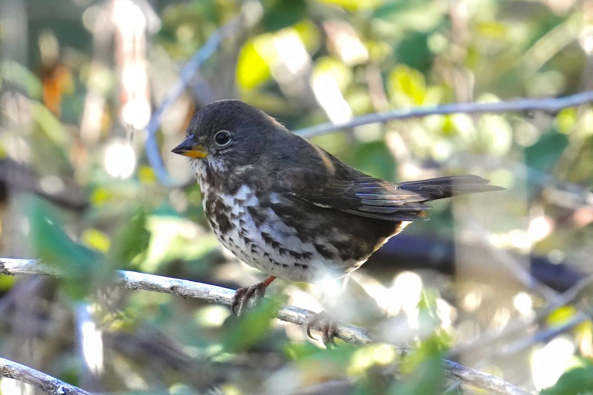 Fox Sparrow (Sooty) - ML646500438