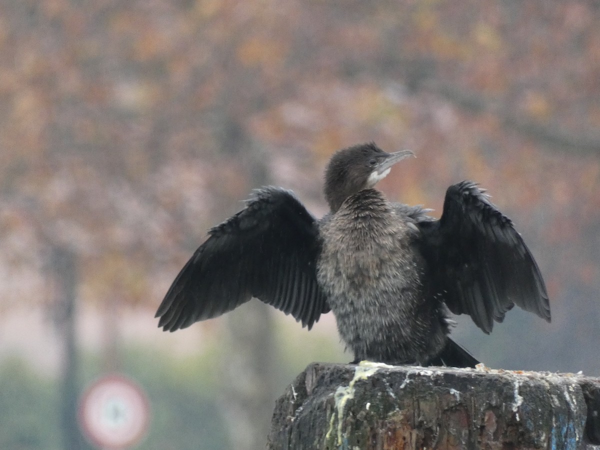 Pygmy Cormorant - ML646500439