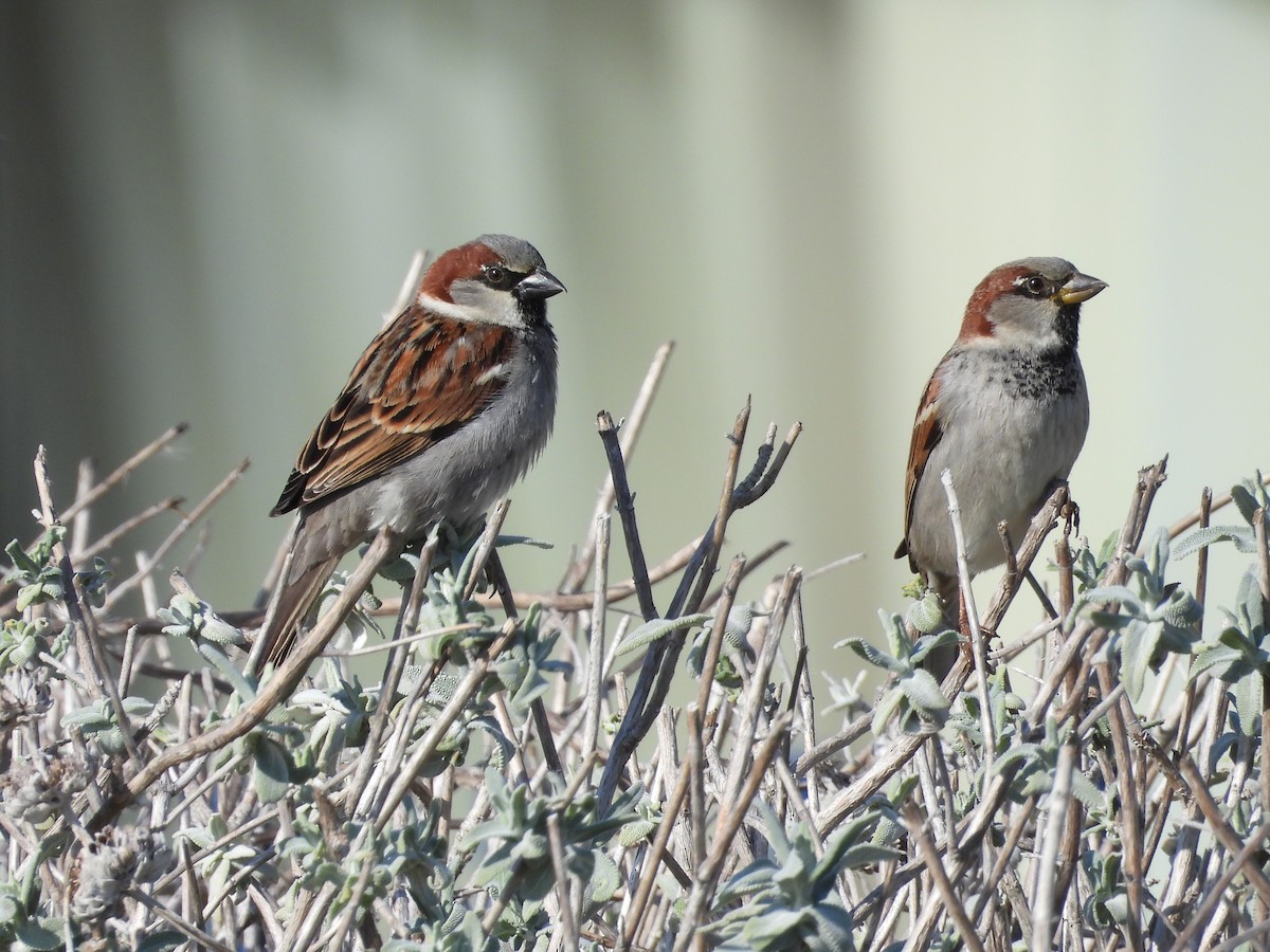 家麻雀 - ML646500440