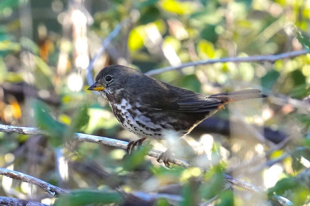 Fox Sparrow (Sooty) - ML646500441