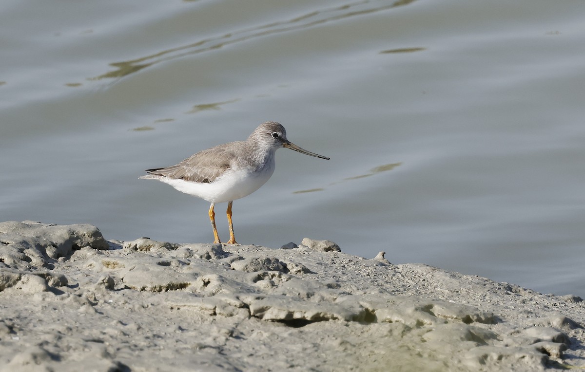 Terek Sandpiper - ML646500442