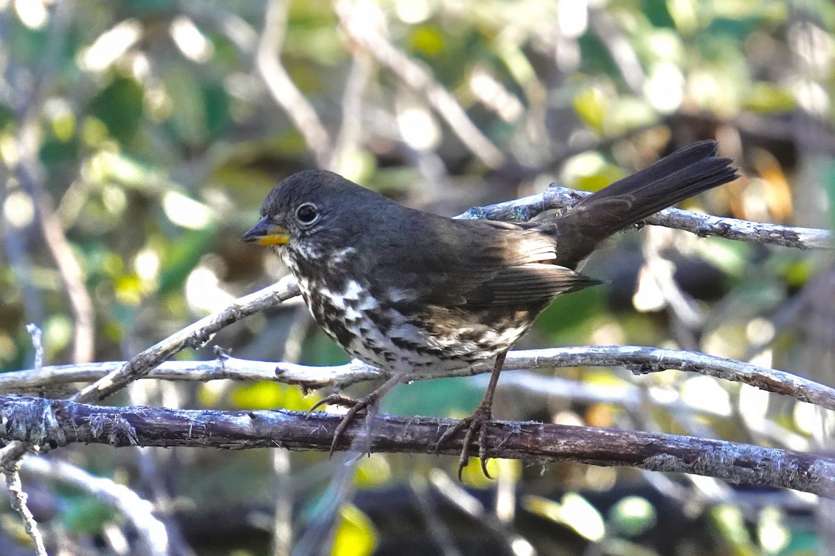 Fox Sparrow (Sooty) - ML646500443