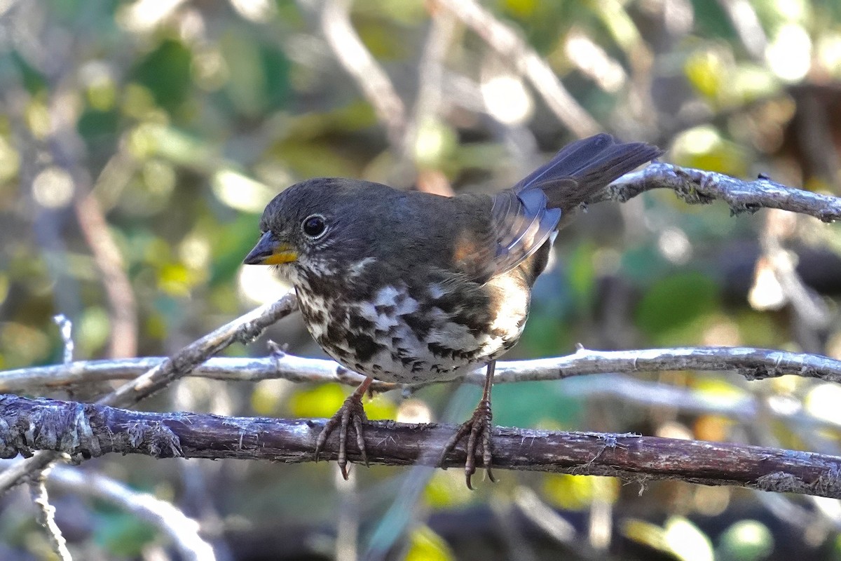 Fox Sparrow (Sooty) - ML646500444