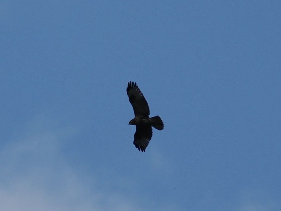 káně východní - ML646500449