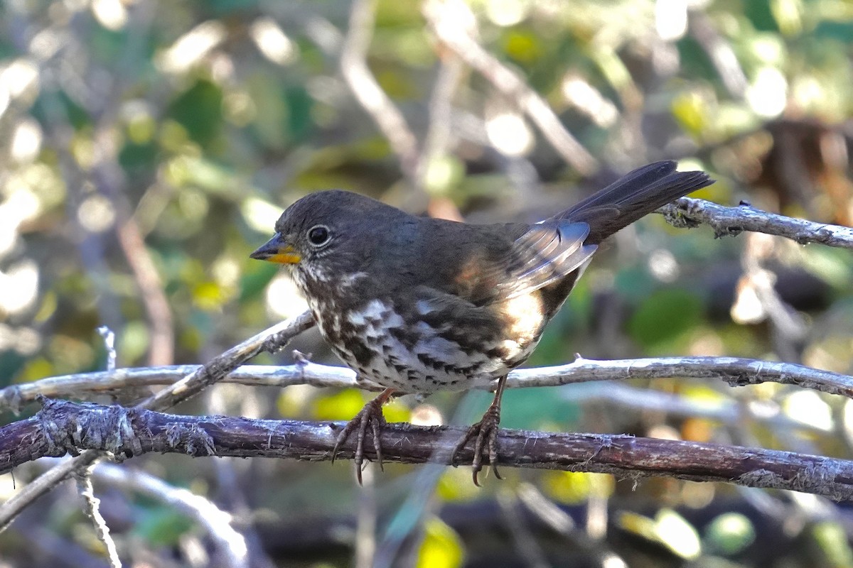 Fox Sparrow (Sooty) - ML646500450