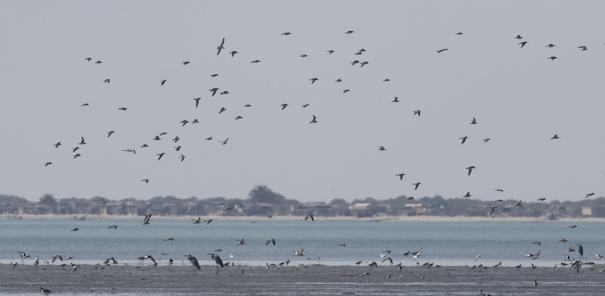 jespák velký - ML646500452