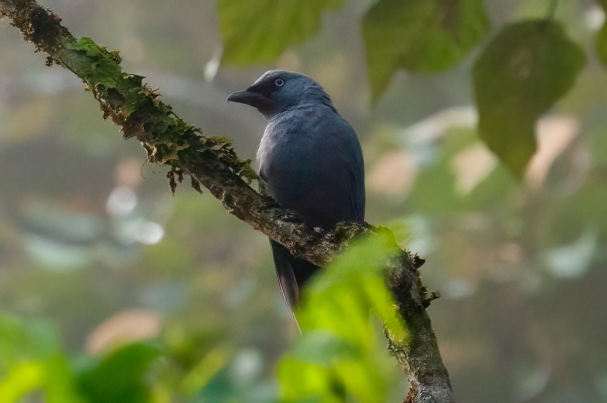 Cerulean Cuckooshrike - ML646500453
