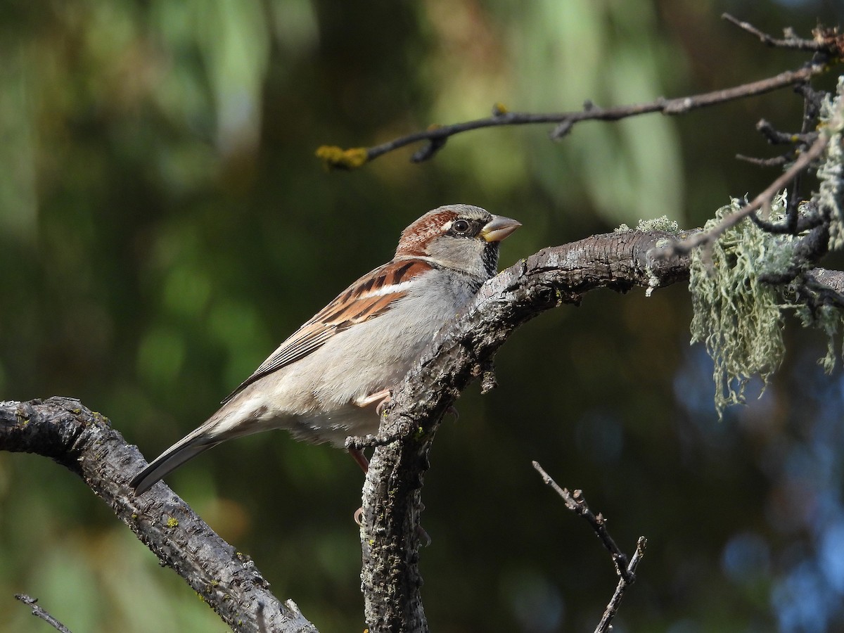 家麻雀 - ML646500454