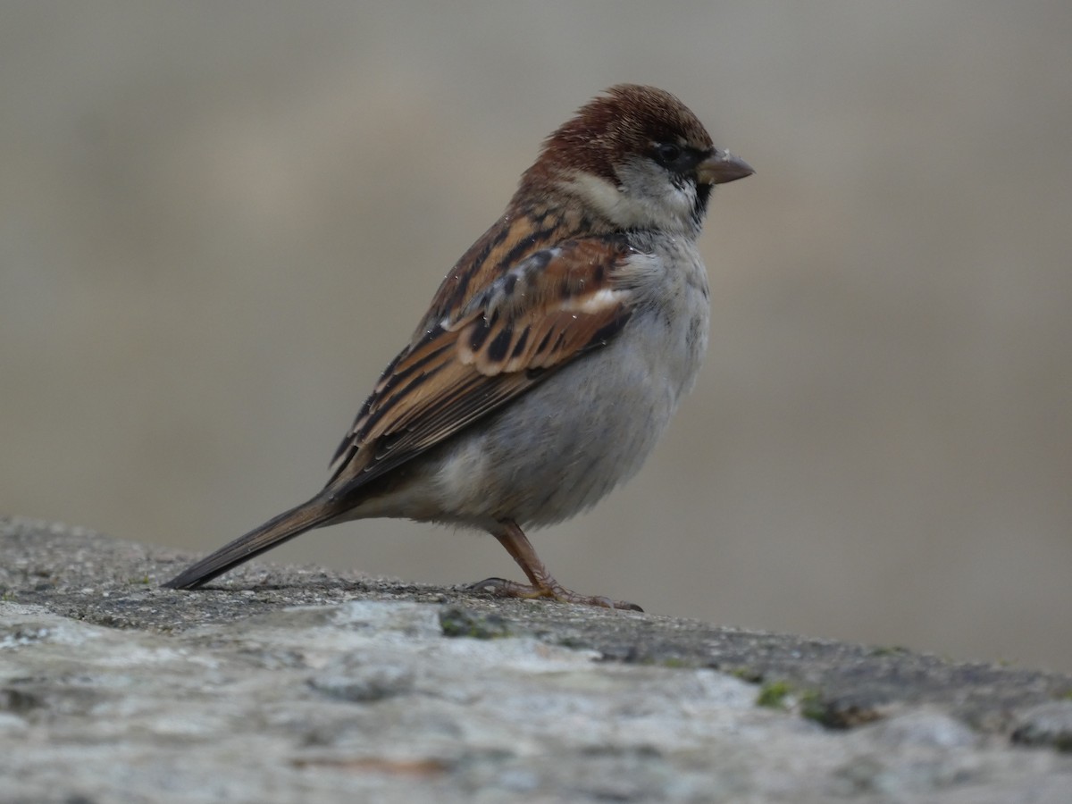 vrabec italský - ML646500455