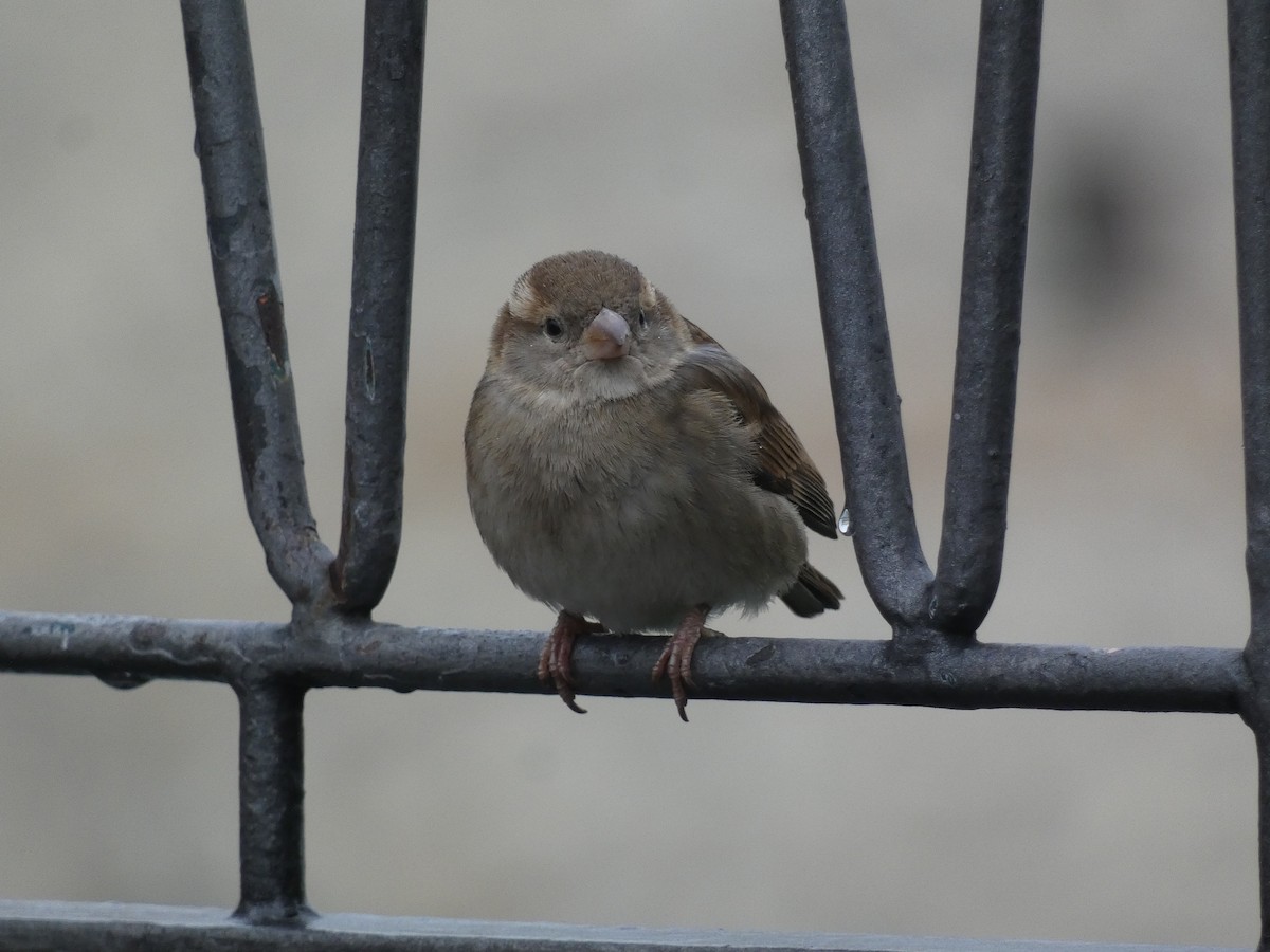 vrabec italský - ML646500456