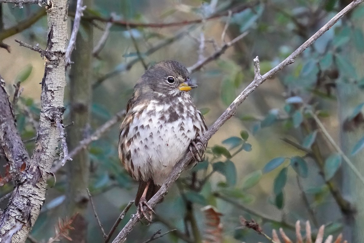 Fox Sparrow (Sooty) - ML646500457