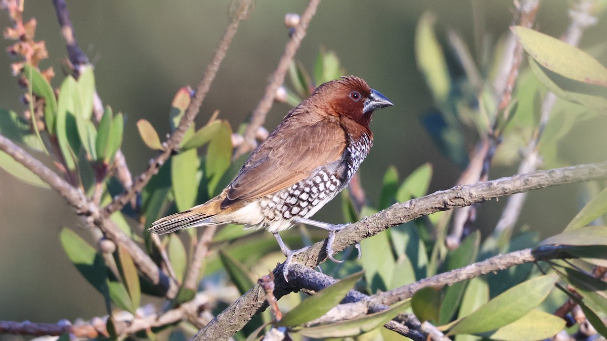 panenka muškátová - ML646500458