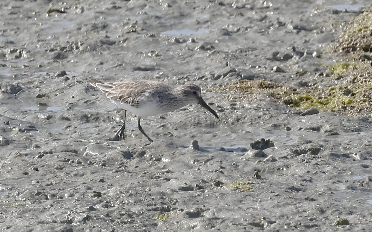 jespáček ploskozobý - ML646500459