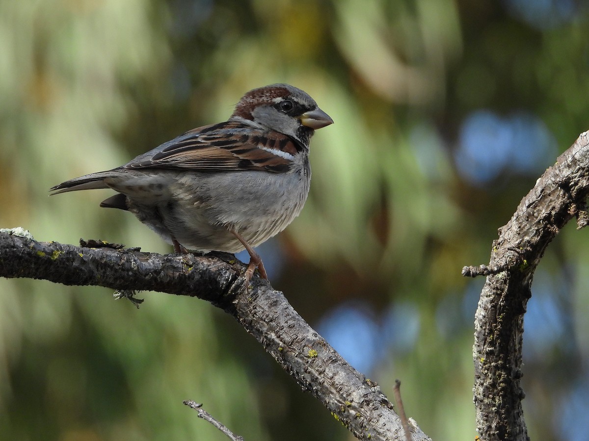 家麻雀 - ML646500460