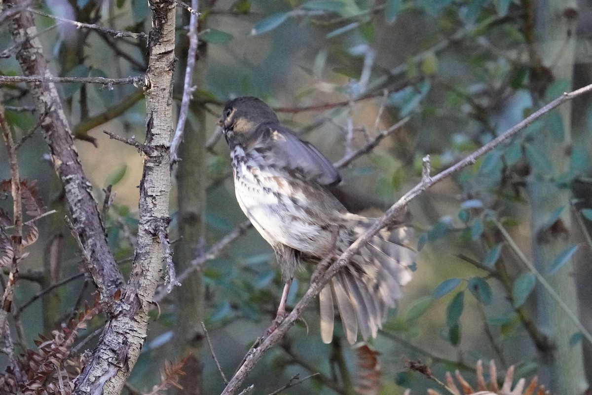 Fox Sparrow (Sooty) - ML646500463