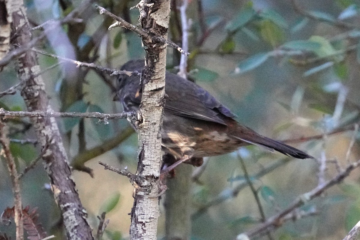 Fox Sparrow (Sooty) - ML646500464