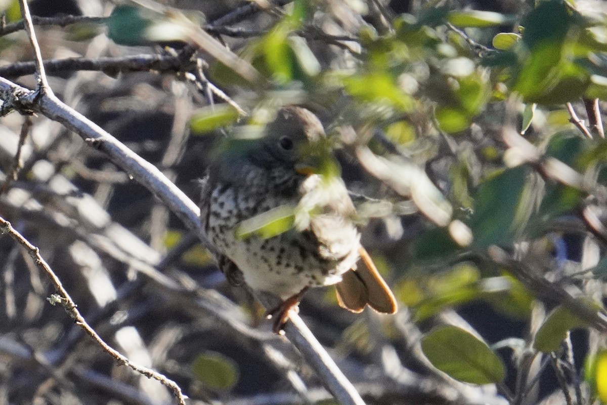 strnadec kaštanový - ML646500481