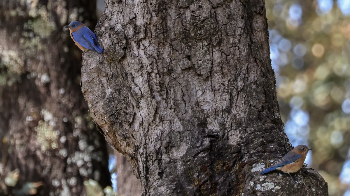 salašník modrý [skupina guatemalae] - ML646500483