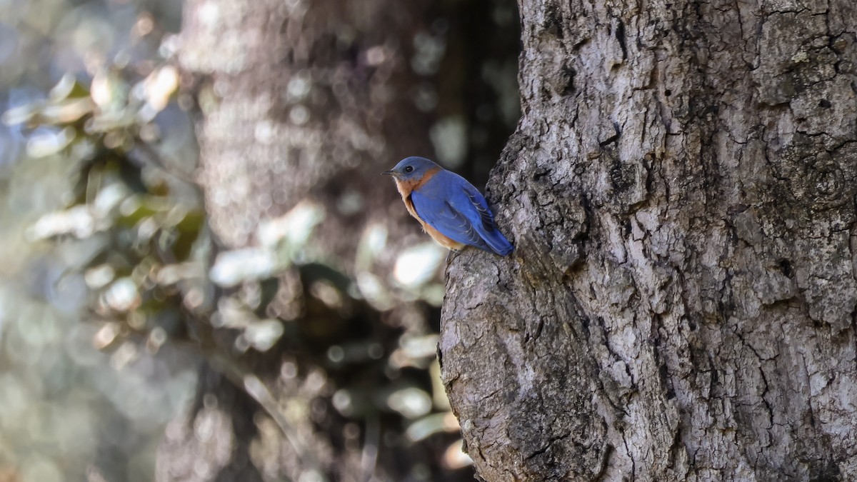 salašník modrý [skupina guatemalae] - ML646500484