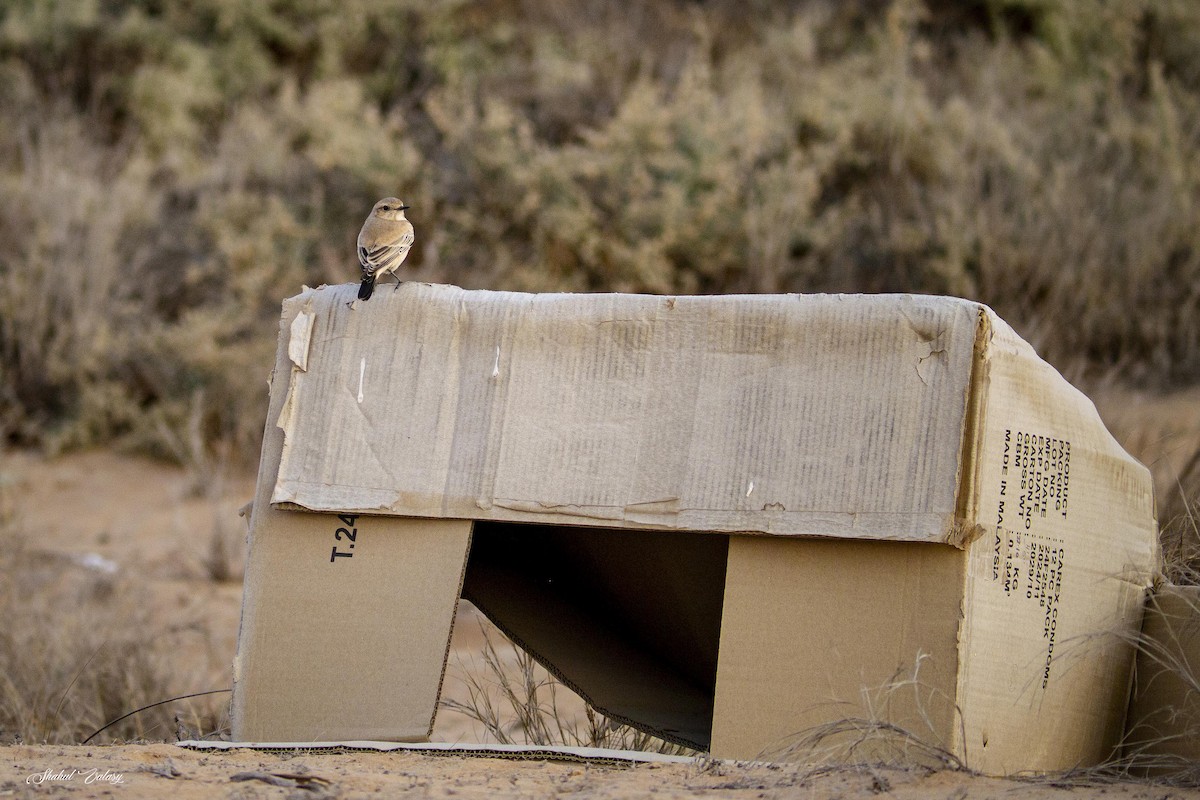 bělořit pouštní - ML646500485