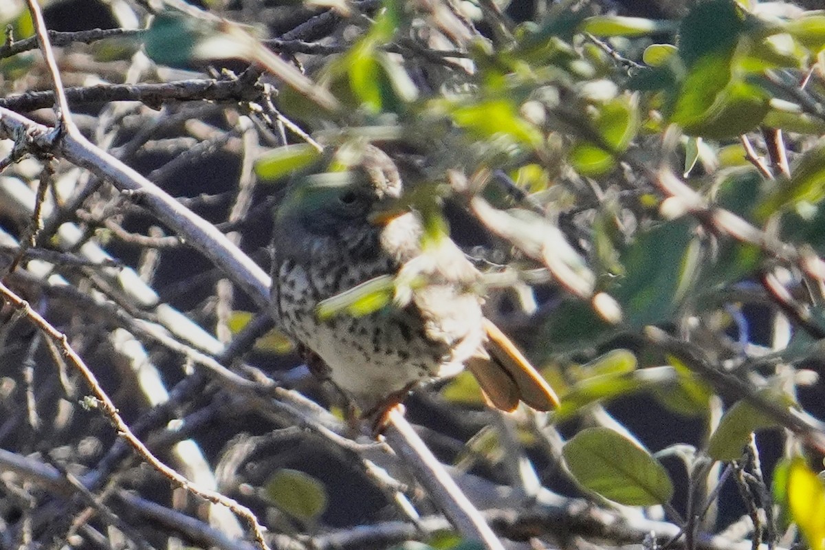 strnadec kaštanový - ML646500486