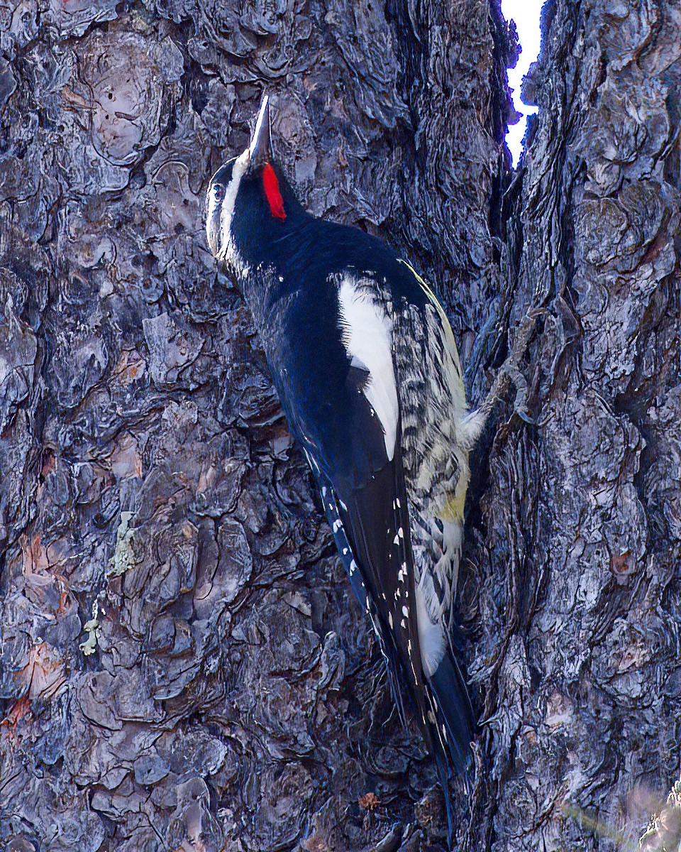 datel červenobradý - ML646500487