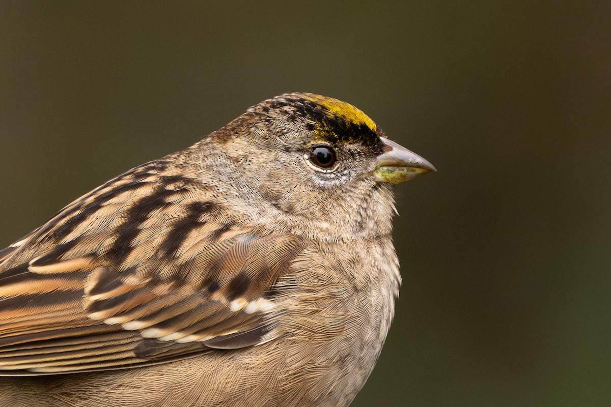 Golden-crowned Sparrow - ML646500488