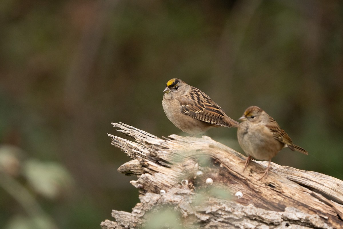 Golden-crowned Sparrow - ML646500489