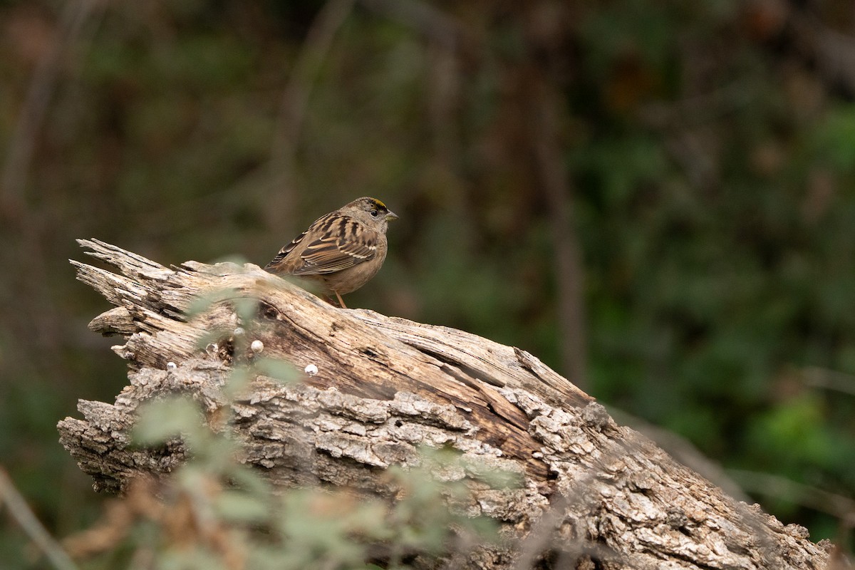Golden-crowned Sparrow - ML646500490