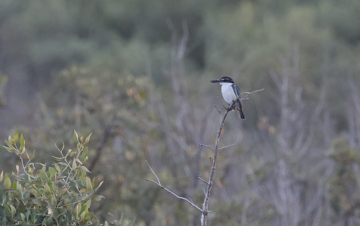 ledňáček obojkový - ML646500494