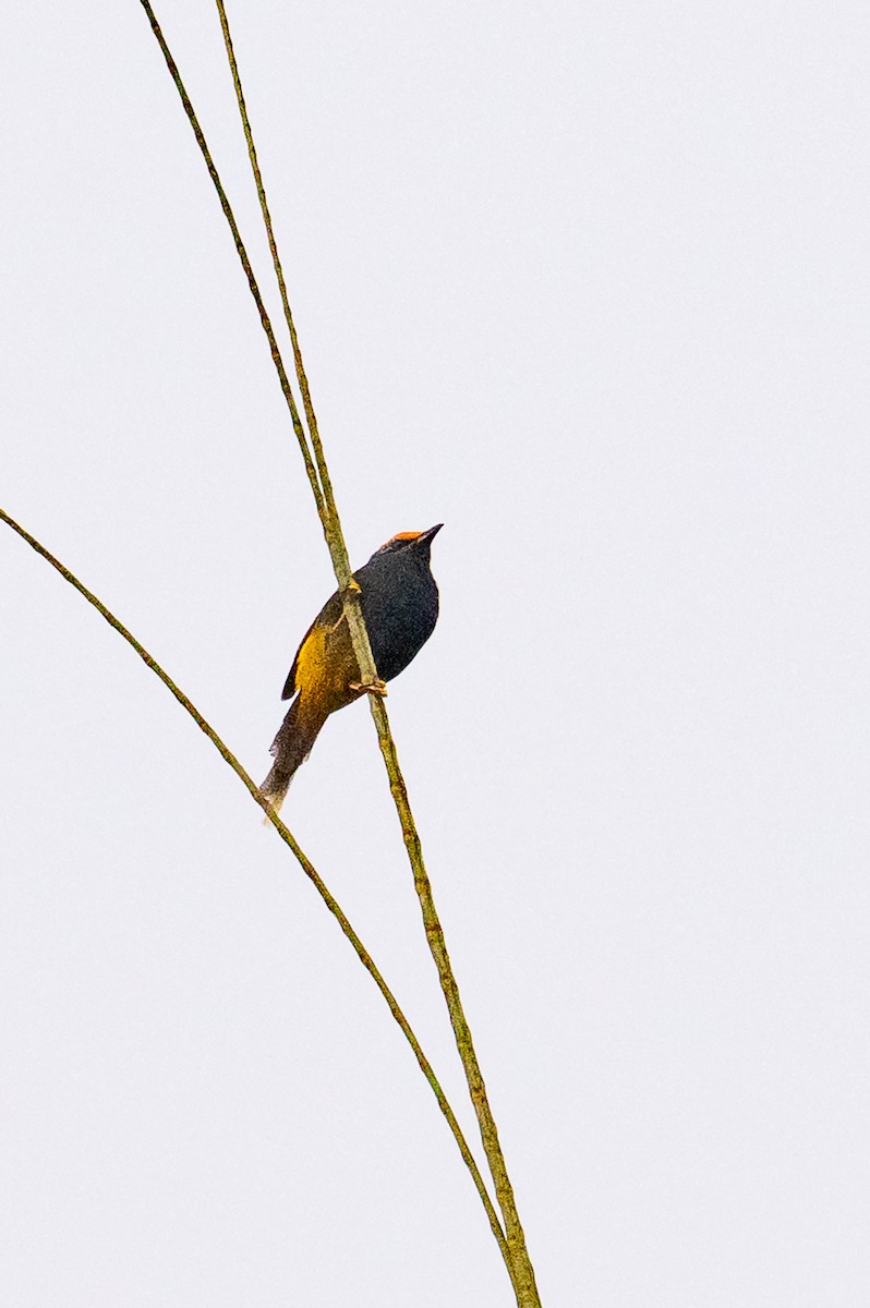 špaček ohnivobrvý - ML646500495