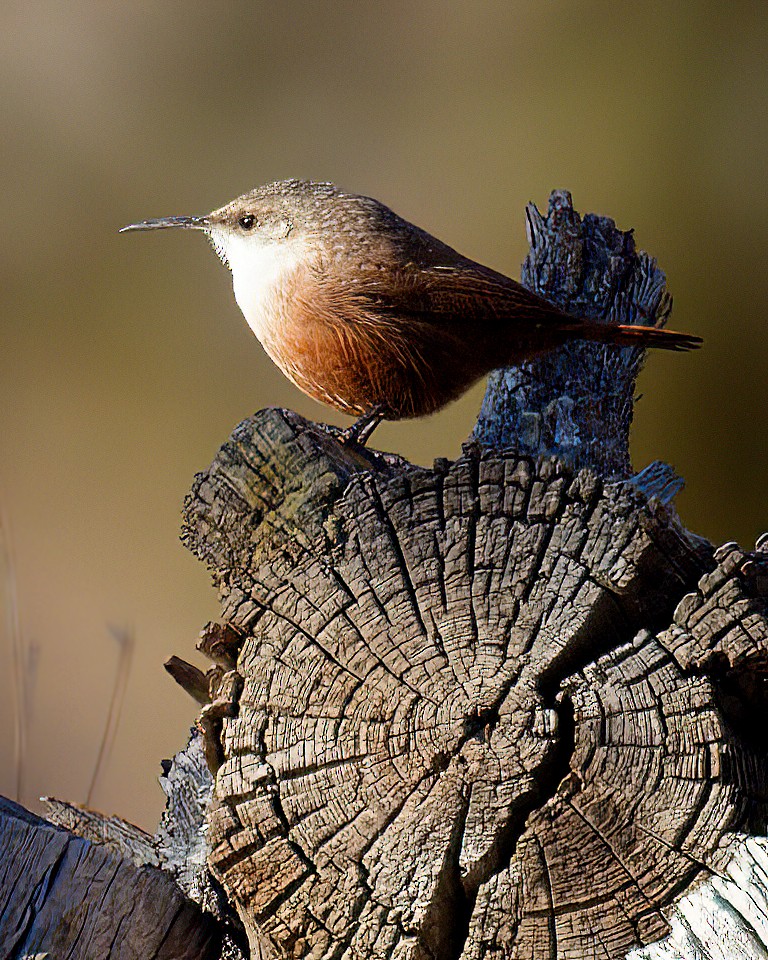 střízlík kaňonový - ML646500496