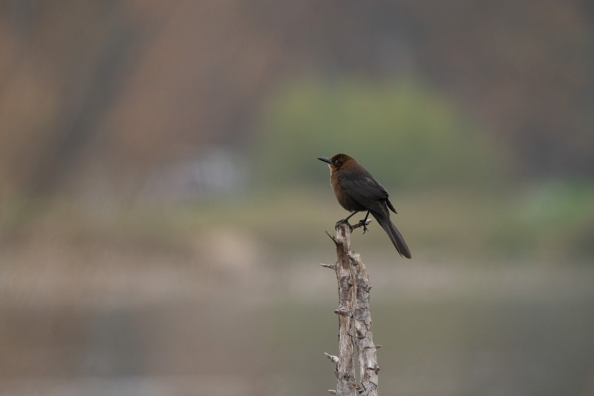 vlhovec velkoocasý - ML646500497