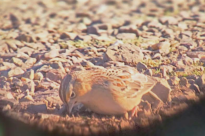Grasshopper Sparrow - ML646500499