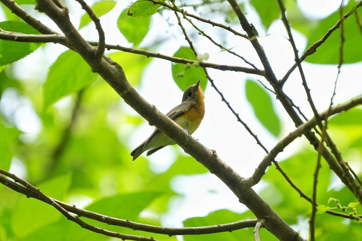 lejsek tajgový - ML646500500