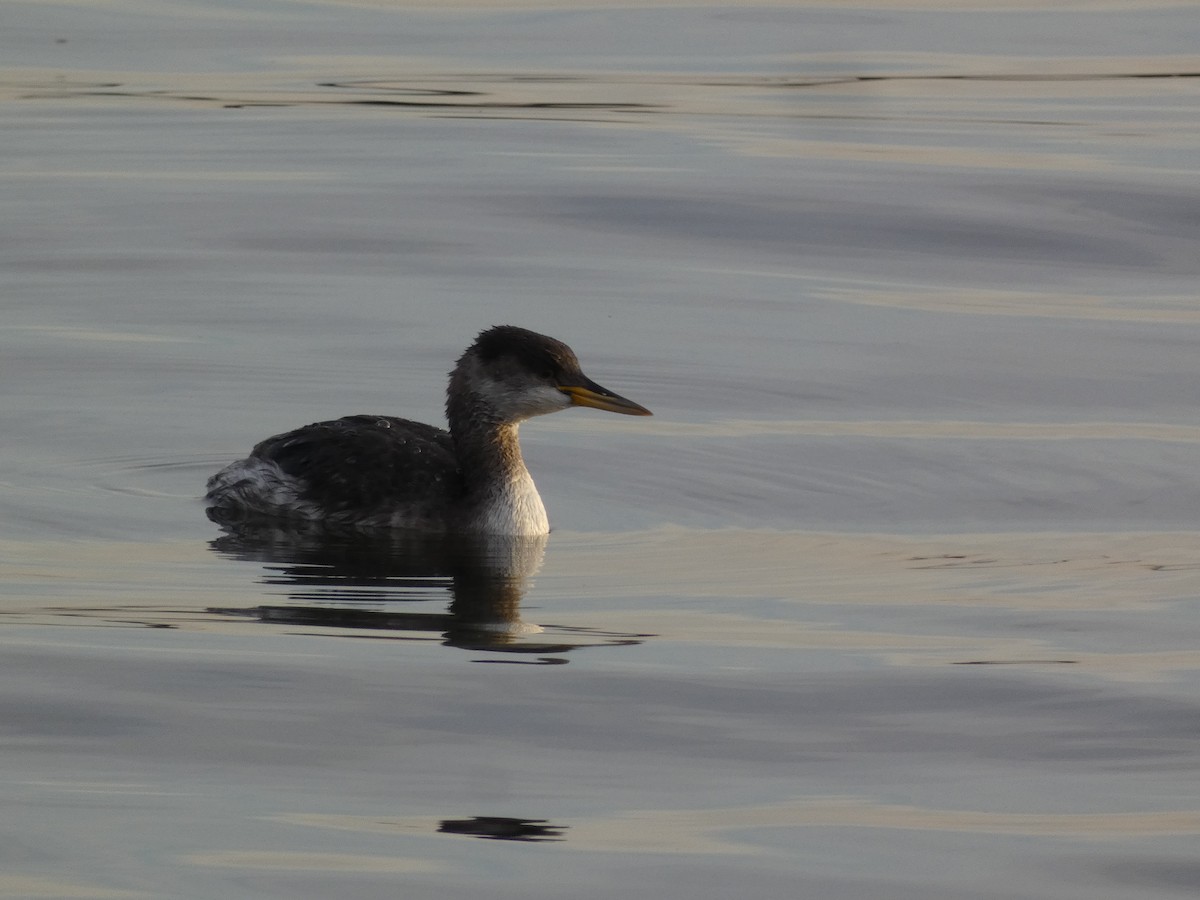Red-necked Grebe - ML646500501
