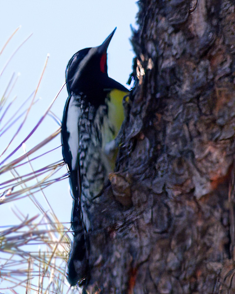 datel červenobradý - ML646500502