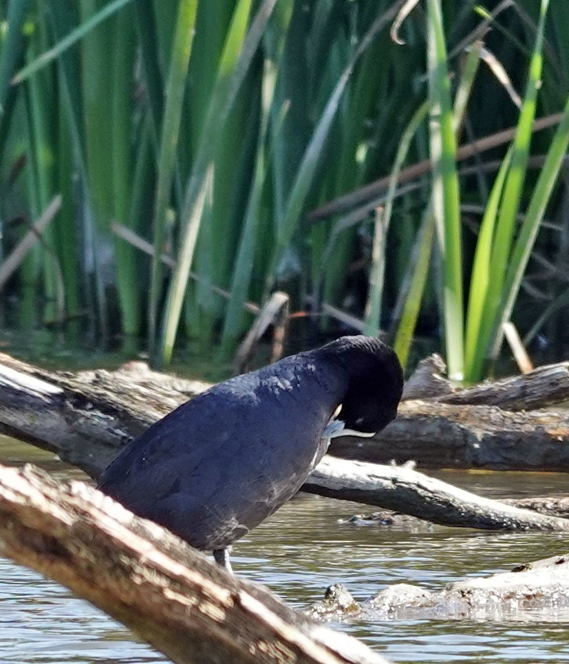 オオバン - ML646500512