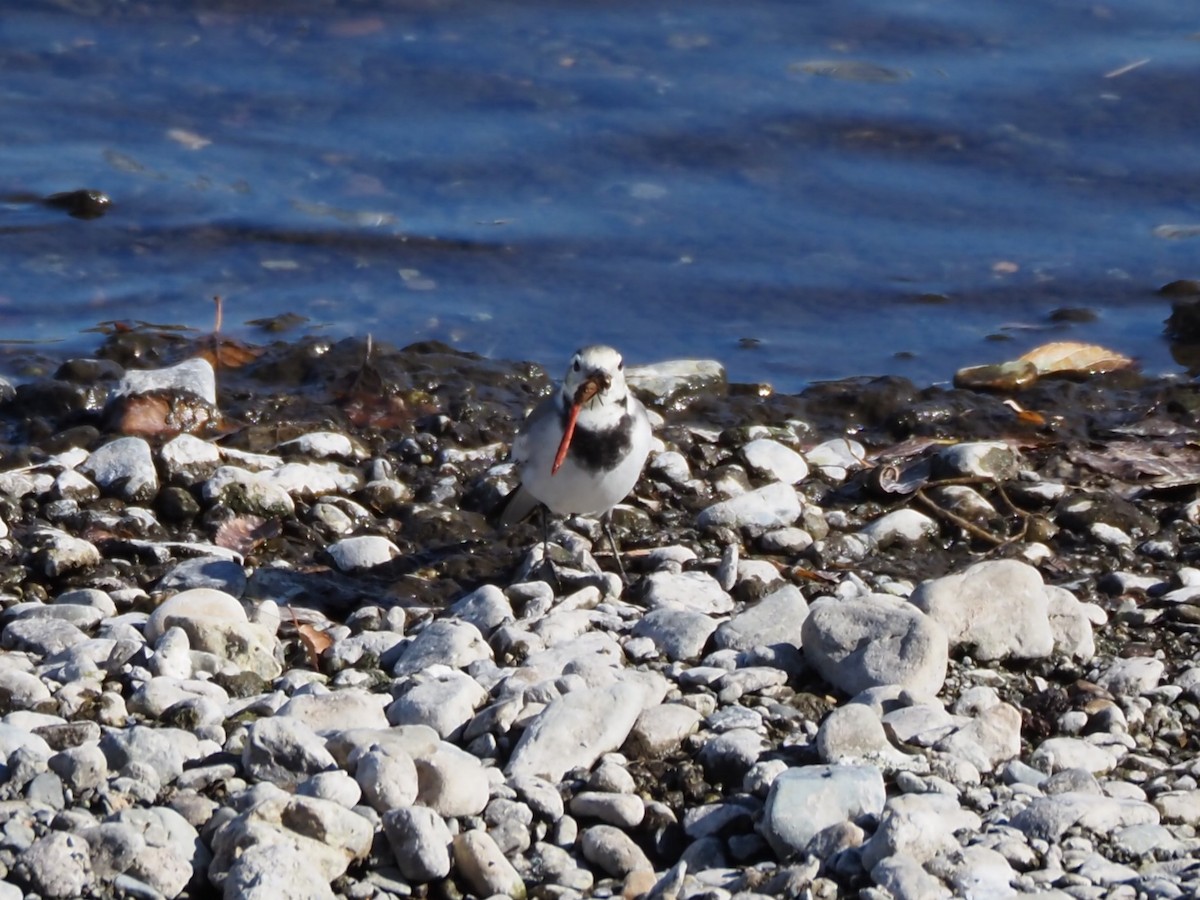 Плиска біла - ML646500514